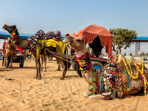 Royal Rajasthan in Luxury