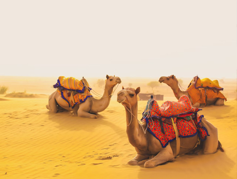 Rajasthan Desert Safari Tour