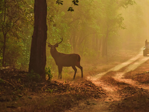 India's Big Five Safari