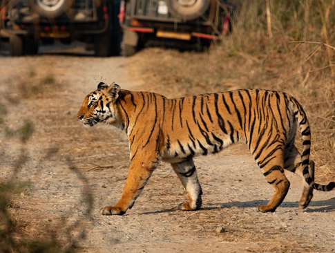 India National Parks Explorer