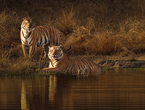 Bandhavgarh & Kanha Tiger Trail